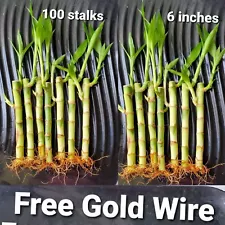 LUCKY BAMBOO 100 Plants 6 inches each Free Gold Wire, Free Shipping, GIFT