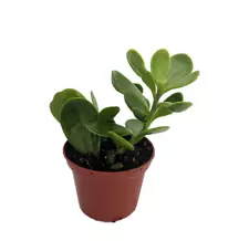 2 x Trailing Jade Plant Senecio jacobsenii Easy to grow House Plant 2.5" Pot