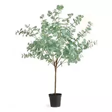 eucalyptus trees for sale