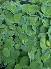 10 Medium Water Lettuce