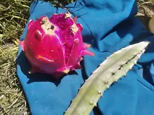 Dragon Fruit Cutting Hylocereus Polyrhizus Pitahaya