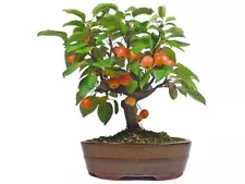 bonsai apple tree for sale