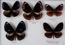 5 Good specimens of Euploea from Indonesia