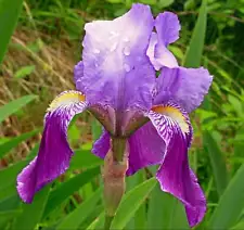 Iris germanica (2 rhizomes) - -