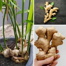 50 Ginger Roots Sprouted Ready to Plant Fresh Healthy Live Rhizomes Non-GMO