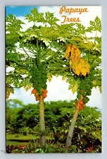 Papaya Trees Hawaii HI Vintage Postcard