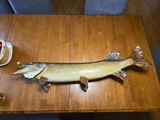 Huge 41" Real Skin Mount Northern Pike Musky Fish Taxidermy