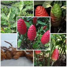 Shampoo Ginger Rhizomes, Zingiber Zerumbet, Pine Cone, Free Ship w/ Free Offer