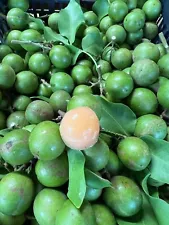 10Lbs Guinep/ Spanish Lime/ Mamoncillo/ Quenepas. Fresh Organic. Actual Fruits