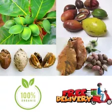 Ceylon Dried Terminalia Catappa 10 Seeds Indian Almond Viable Fruits Natural