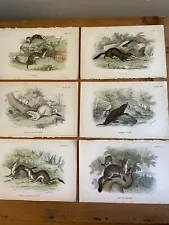 6 british mammalia hand tinted illustrations r lydekker stoat weasel