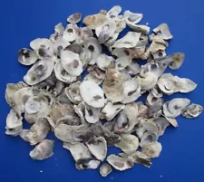 Oyster Shells (Lot Of 50), 2”- 4+” Great for Crafts, Hobby, Wedding, Placards