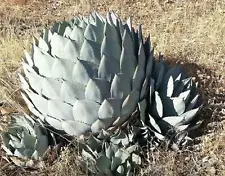 Agave parryi subsp. parryi - 10 Seeds - succulent plant cactus