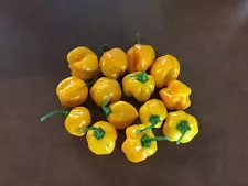 12 FRESH PICKED Yellow Scotch Bonnet Peppers (Hydroponically Grown)