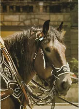 Draft horse in fancy harness postcard