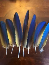 Macaw Feathers (7) Blue Yellow-Gold. Rare Longer Ones. Great For Fishing Flies.