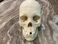 REAL HUMAN MEDICAL DENTAL STUDY SKULL with case