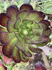 aeonium plants for sale