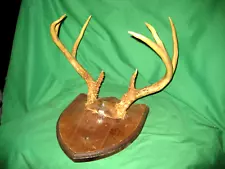 8 Point Whitetail Deer Antlers Set, Partially Mounted, Nice Rack - MANCAVE