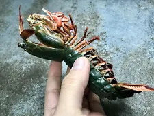 Top Museum Quality Peacock tailed mantis shrimp taxidermy Odontodactylus