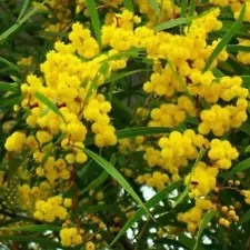 Acacia Baileyana Seeds - Golden Mimosa - Yellow Wattle Tree - 100Pcs