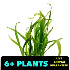 Dwarf Sagittaria Subulata 6+ Plants (SNAIL FREE) Freshwater Live Aquarium plant