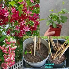 Rangoon Creeper Combretum Indicum Fragrant Live Plant Cuttings Red Pink Flower