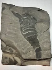 Fossil Eurypterid Fiddler's Green Formation silurian New York Eurypterus remipes