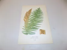 1897 Antique Floral Print / OSTRICH FERN, or, ONOCLEA GERMANICA