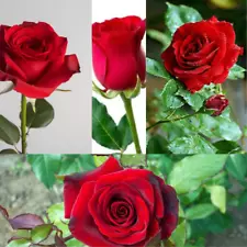 dark red rose plants for sale