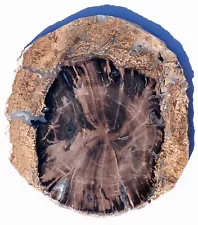 Large, Polished, Branching, Blue Forest, Wyoming Petrified Wood Round