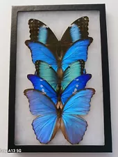 LOT OF 5 BEAUTIFUL BLUE MORPHOS A- BUTTERFLIES MOUNTED RIKER FRAMED FROM PERU