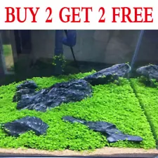 aquarium plant seeds for sale