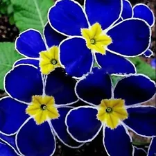 100 Rare Blue Evening Primrose Seeds Sundrops Scabish