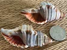 2 - HAIRY TRITON SEA SHELLS FOR YOUR COLLECTION OR CRAFT