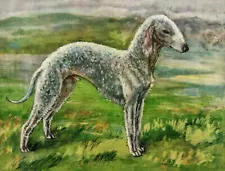 1930s Antique BEDLINGTON TERRIER Dog Art Print Vere Temple Art 3768h