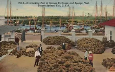 Postcard FL Tarpon Springs Sponge Exchange & Sponge Fleet Linen Vintage PC G9547
