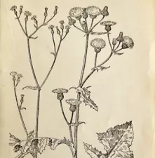 1905 Wild Lettuce Sow Thistle Flower Print Pen & Ink Lithograph Antique