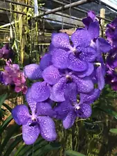 Vanda Orchid plant species + PHYTO certificate