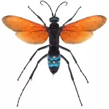 Pepsis formosa orange form WINGS SPREAD TARANTULA HAWK WASP MOUNTED PINNED