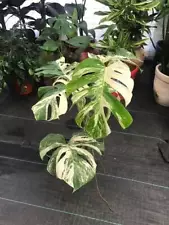 albino monstera for sale