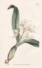 Epidendrum Cochlete Orchid Orchid Botanical Engraving Copper Stitch Curtis 152