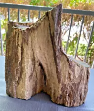 Detailed Petrified Wood Log Stand Up Piece Beautiful Brown & Red ~7Lb