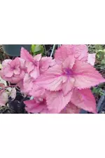 Soft Pink Coleus Seeds - 30 Seeds