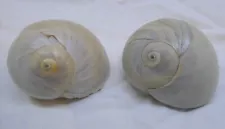 Two Pet Hermit Crab Shells - Two Moon Snail Shells for Hermit Crabs