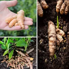 100+ fresh turmeric root plant (curcuma Longa) Live rhizomes Ready for planting