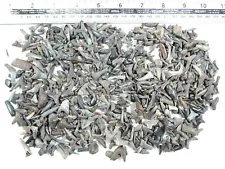 100 Fossil Shark Teeth Otodus, Mako, Vertebrae