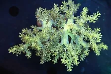 Rare Japanese Green Nepthea Tree Coral Colony, Home Grown, WYSIWYG