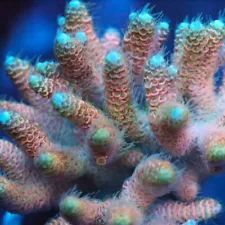 New ListingCornbred's Creamsicle Milli - Frag - LIVE CORAL