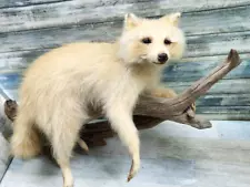 ^RARE White Raccoon Taxidermy Mount on Branch Limb-Beautiful